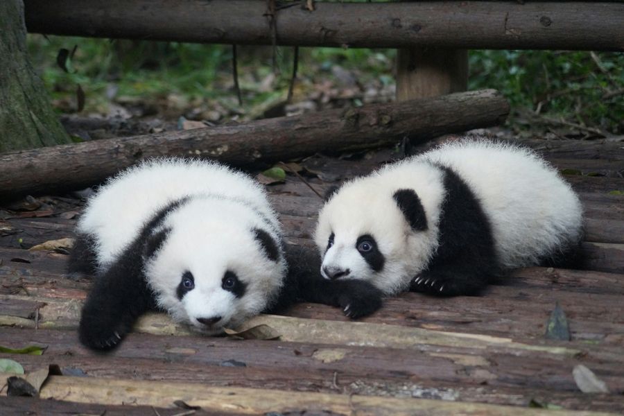中国観光の定番：成都ジャイアントパンダ繁殖研究基地（成都エリア）