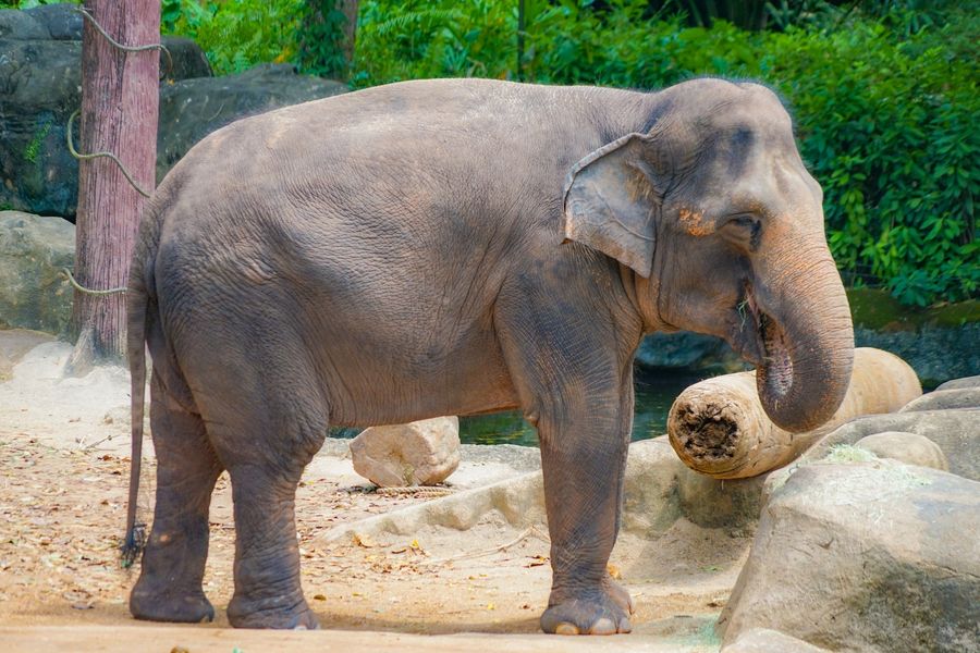 シンガポール動物園