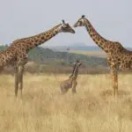 ケニアWiFiどれにする？無料ワイファイ・レンタル・おすすめ紹介も！