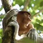 コタキナバルの魅力とオススメ観光スポット5選【マレーシア旅行ガイド】