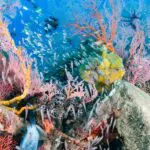 フローレス島の魅力とオススメ観光スポット4選【インドネシア旅行ガイド】