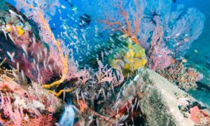 フローレス島の魅力とオススメ観光スポット5選【インドネシア旅行ガイド】