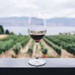 ニュージーランドのおすすめワイナリー5選【人気スポットから穴場まで】