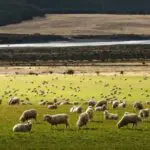 ニュージーランドの天気・気温・服装を大解説【ニュージーランド旅行のベストシーズンは？】