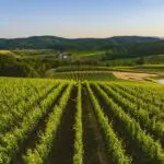 オーストラリアのおすすめワイナリー5選【人気スポットから穴場まで】